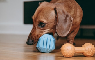 Best Dachshund Toys