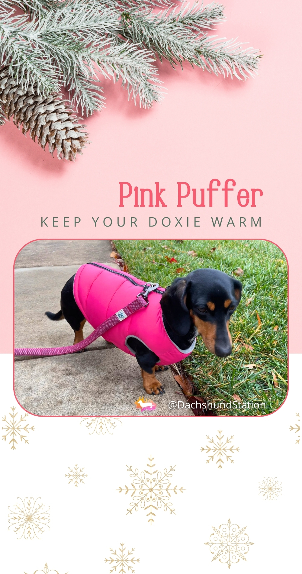 dachshund coat for winter