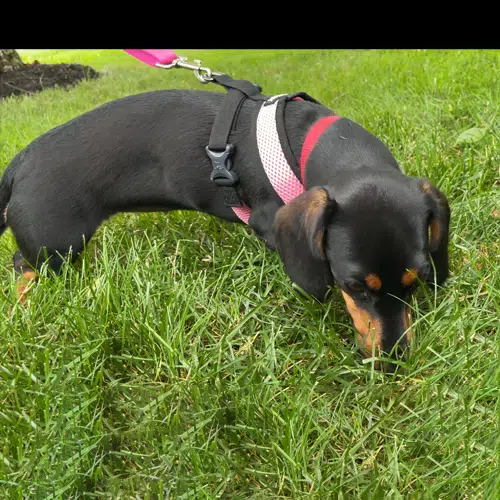 Black and Tan Dachshund wearing the Gooby Comfort Dog Harness Black and Tan Dachshund wearing the Gooby Comfort Dog Harness