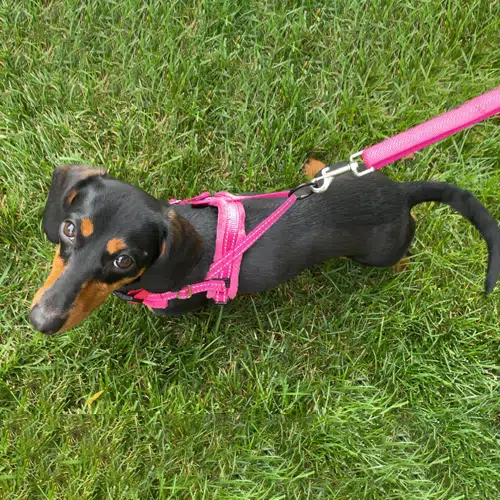 Mini Dachshund wearing the pink Slowton dog Harness Mini Dachshund wearing the pink Slowton dog Harness