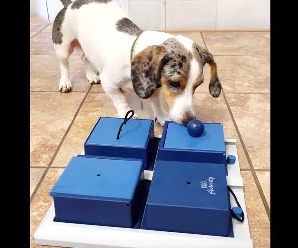 mini dachshund playing with a doggie IQ puzzle toys for mental stimulation mini dachshund playing with a doggie IQ puzzle toys for mental stimulation