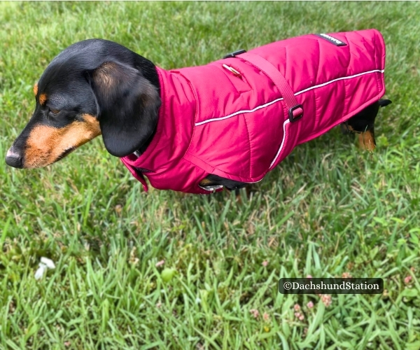 dachshund wearing the DJANGO Whistler Winter Dog Coat dachshund wearing the DJANGO Whistler Winter Dog Coat