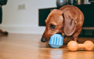 mini dachshund chewing a dog toy
