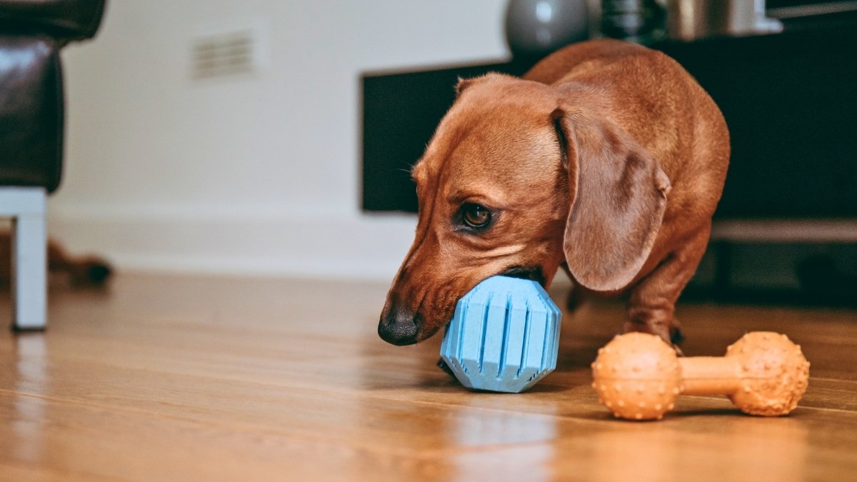 mini dachshund chewing a dog toy