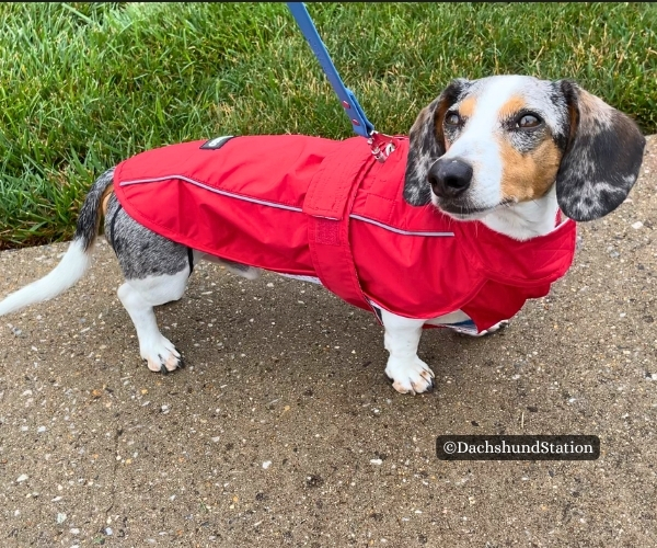 mini dachshund wearing the DJANGO City Slicker Dog Jacket and Raincoat mini dachshund wearing the DJANGO City Slicker Dog Jacket and Raincoat