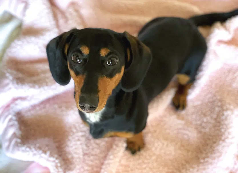 Gretta on pink blanket 1 – blog top pic Dachshund in Heat
