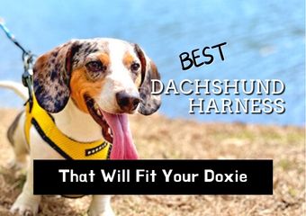 best dachshund harness