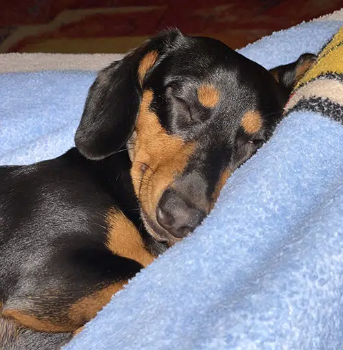 Ava Jaine, Dachshund Station Dachshund in Heat