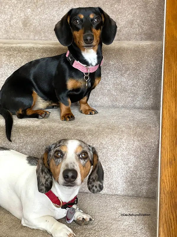 Ava Jaine, Dachshund Station. Do not duplicate. Dachshund in Heat