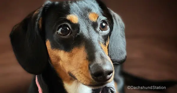 Dachshund in Heat