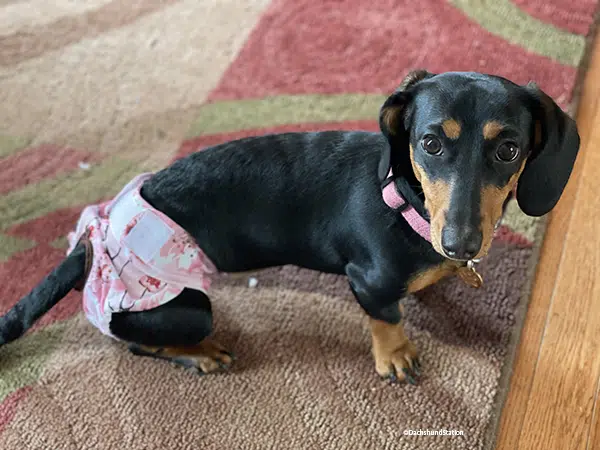 Dachshund in Heat Dachshund in Heat