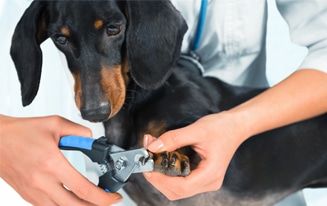 Trimming A Difficult Dachshund's Nails