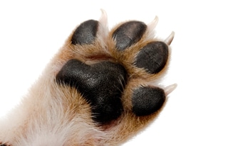 Trim A Small Dog's Nails At Home