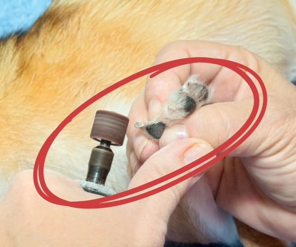 nail grinder for dogs