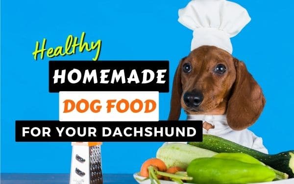 Best dachshund food recipe post