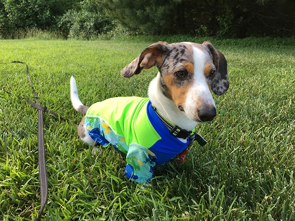 Protect Your Dog From Sunburn