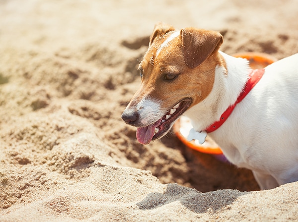 Protect Your Dog From Sunburn