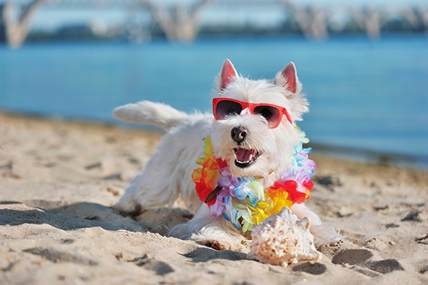 Protect Your Dog From Sunburn