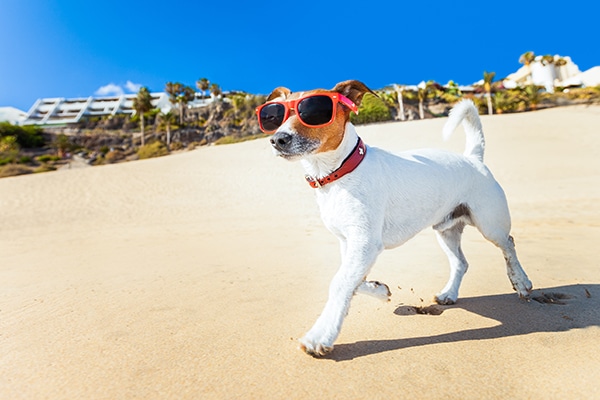 Protect Your Dog From Sunburn