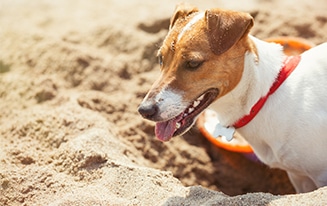 Protect Your Dog From Sunburn
