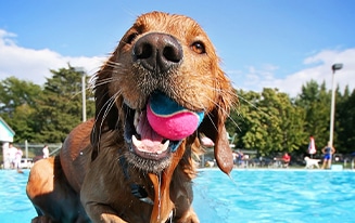 Swimming Safety Tips For Your Dog
