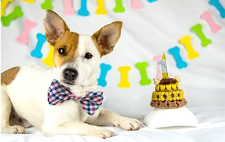 Dog Birthday Ideas