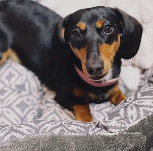 Best Time to Spay Your Dachshund Best Time to Spay Your Dachshund