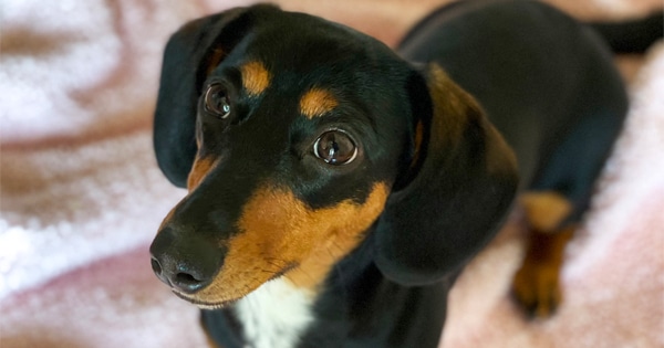 Dachshund in Heat