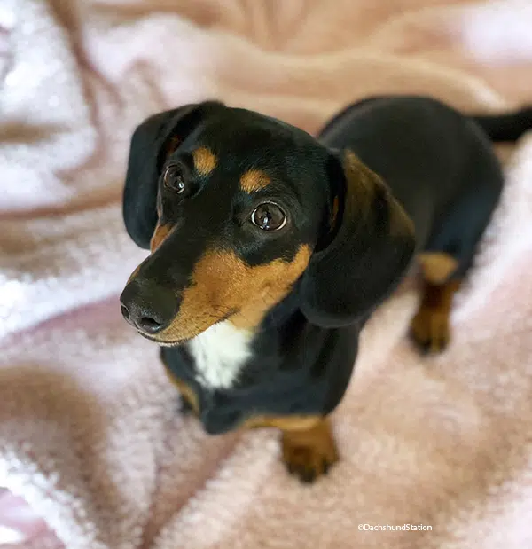 Ava Jaine, Dachshund Station. Best Time to Spay Your Dachshund