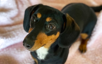 Best Time to Spay Your Dachshund