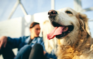 Prevent Heatstroke In Dogs