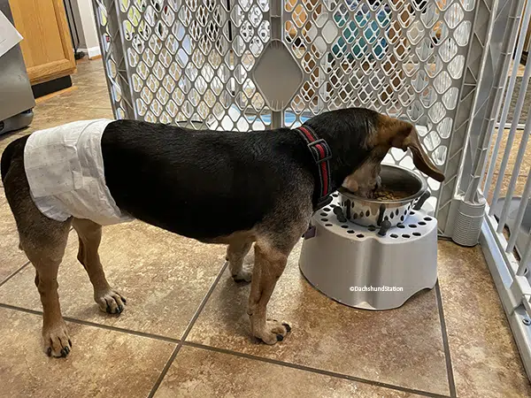 senior dachshund wearing a doggie diaper and eating food out of his raised bowl. senior dachshund wearing a doggie diaper and eating food out of his raised bowl