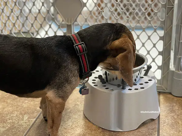 Senior Dachshund using a raised food bowl stand to eat his dinner. Senior Dachshund using a raised food bowl stand to eat his dinner