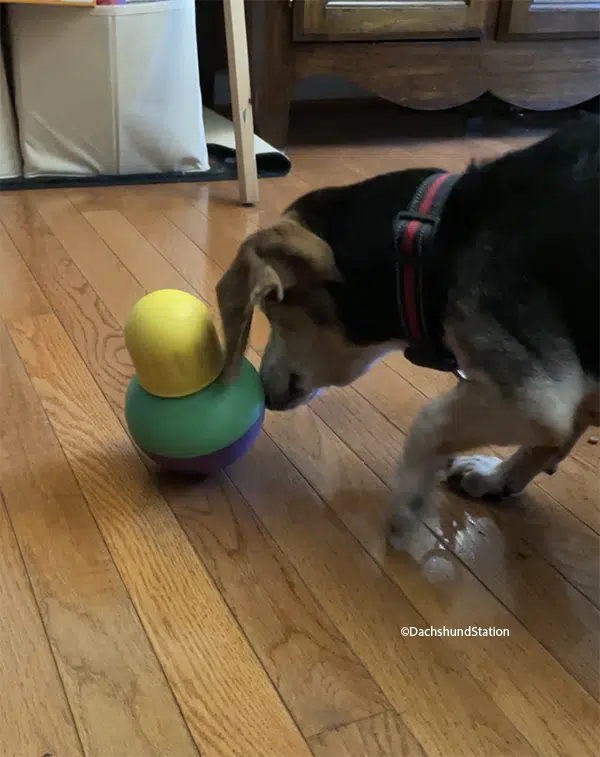 senior dachshund playing with a dog toy for mental stimulation. Senior dachshund playing with a dog toy for mental stimulation