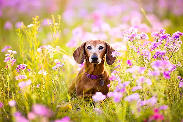 senior-dachshund-care – sm senior dachshund care