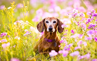 senior dachshund care