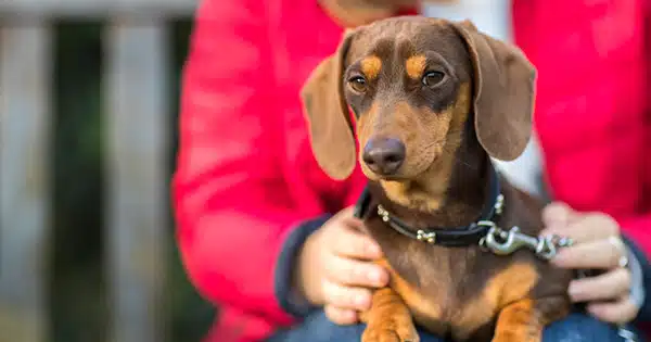5 Significant Ways to Help Your Dachshund Live Longer