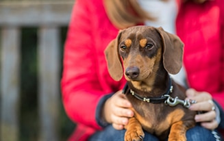 Dachshund Live Longer