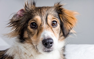 Signs Your Dog Needs Probiotics