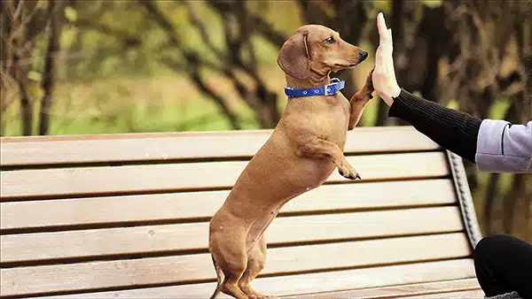 cute dachshund giving a paw high five to a women cute dachshund giving a paw high five to a women