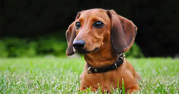 Dachshund needs probiotics Post
