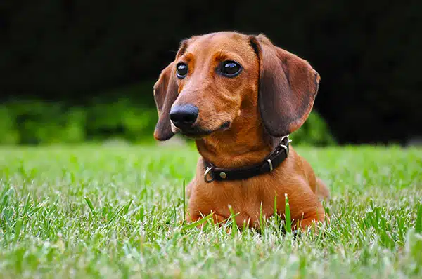 Miniature dachshund dog in park Dachshund needs probiotics