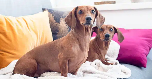 Best Dachshund Ramps for Bed, Sofa, and Car Best Dachshund Ramps for Bed, Sofa, and Car