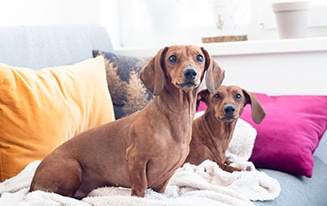 best dachshund ramps