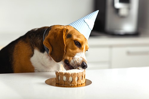 Birthday for a dog of breed beagle. Happy dog eating delicious cake Easy Dog Birthday Cake