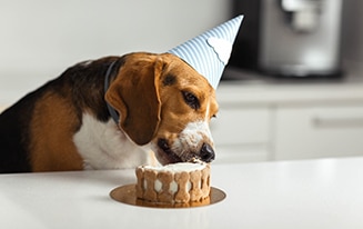 Easy Dog Birthday Cake