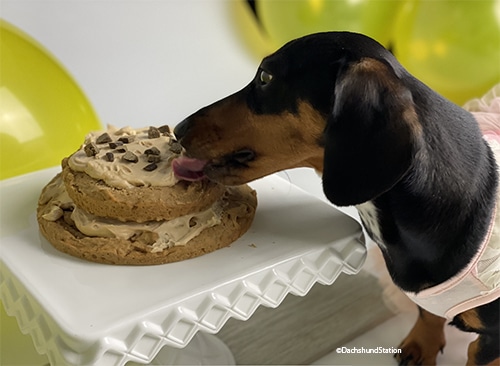 Ava Jaine, Dachshund Station Easy Dog Birthday Cake