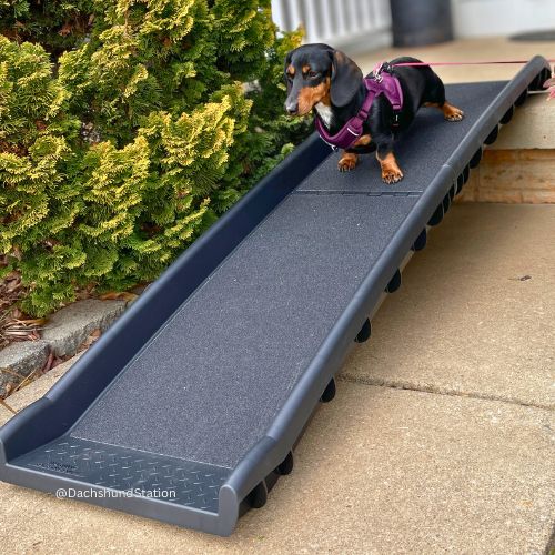 mini dachshund going down a ramp