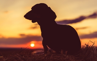 How to Cope With The Loss Of A Dog