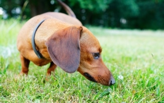 dog sniffing on walks